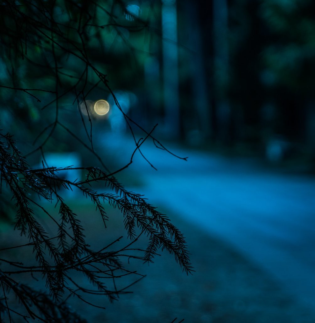 night time in the woods